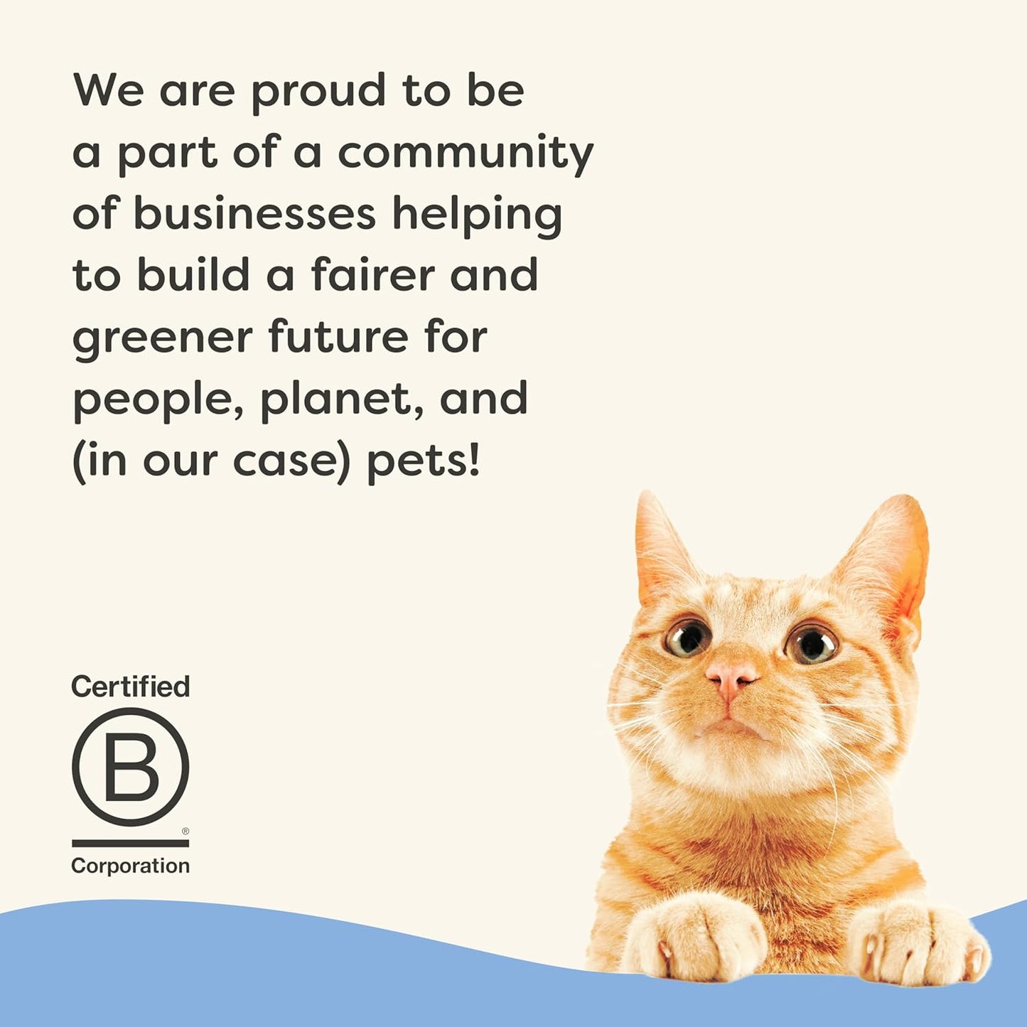 Applaws Vitality Wet Cat Food Paté, Natural Canned Cat Food, Wet Food for Cats with Added Vitamins and Minerals, Grain Free, Carrageenan Free, Fish Variety Selection Paté (12 Count, 2.47 oz Cans)