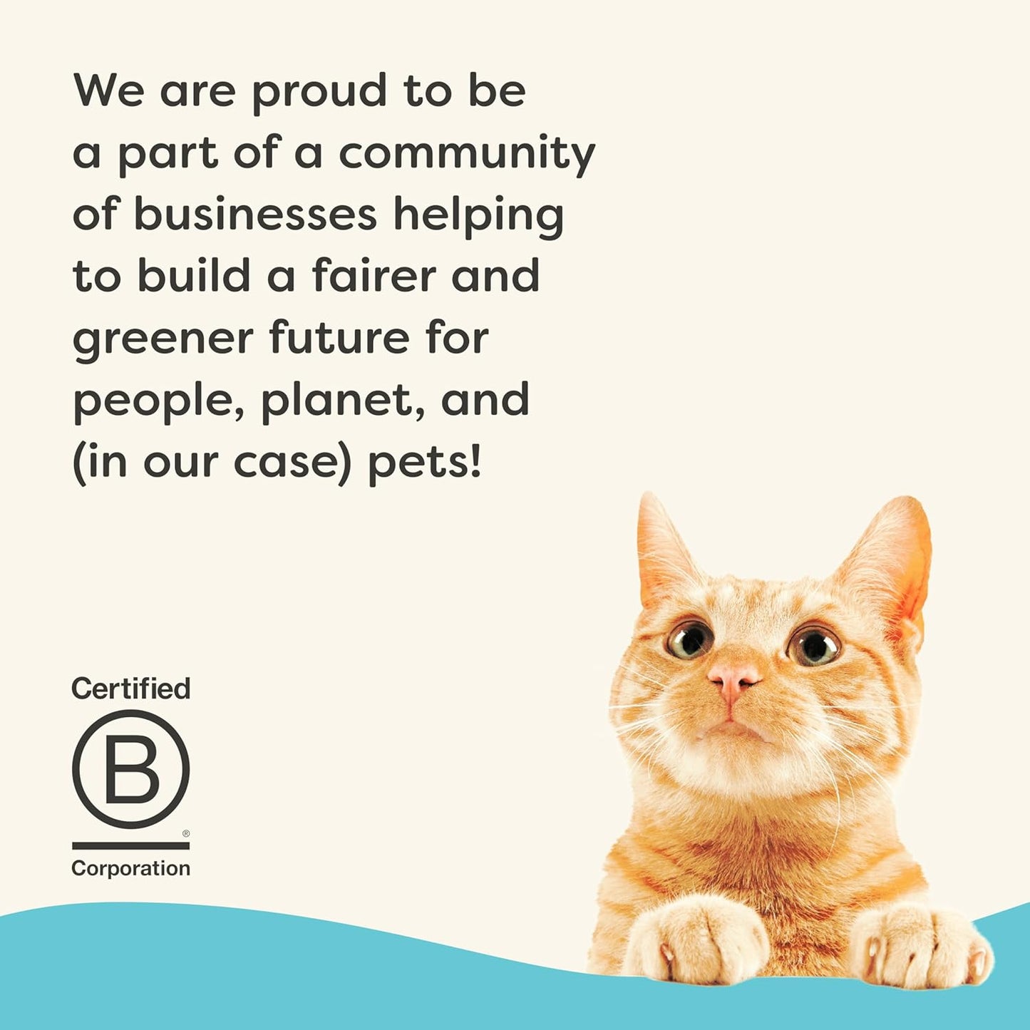 Applaws Vitality Wet Cat Food in Broth, Natural Canned Cat Food, Wet Food for Cats with Added Vitamins and Minerals, Grain Free, Carrageenan Free, Tuna Fillet in Broth (24 Count, 5.5oz Cans)