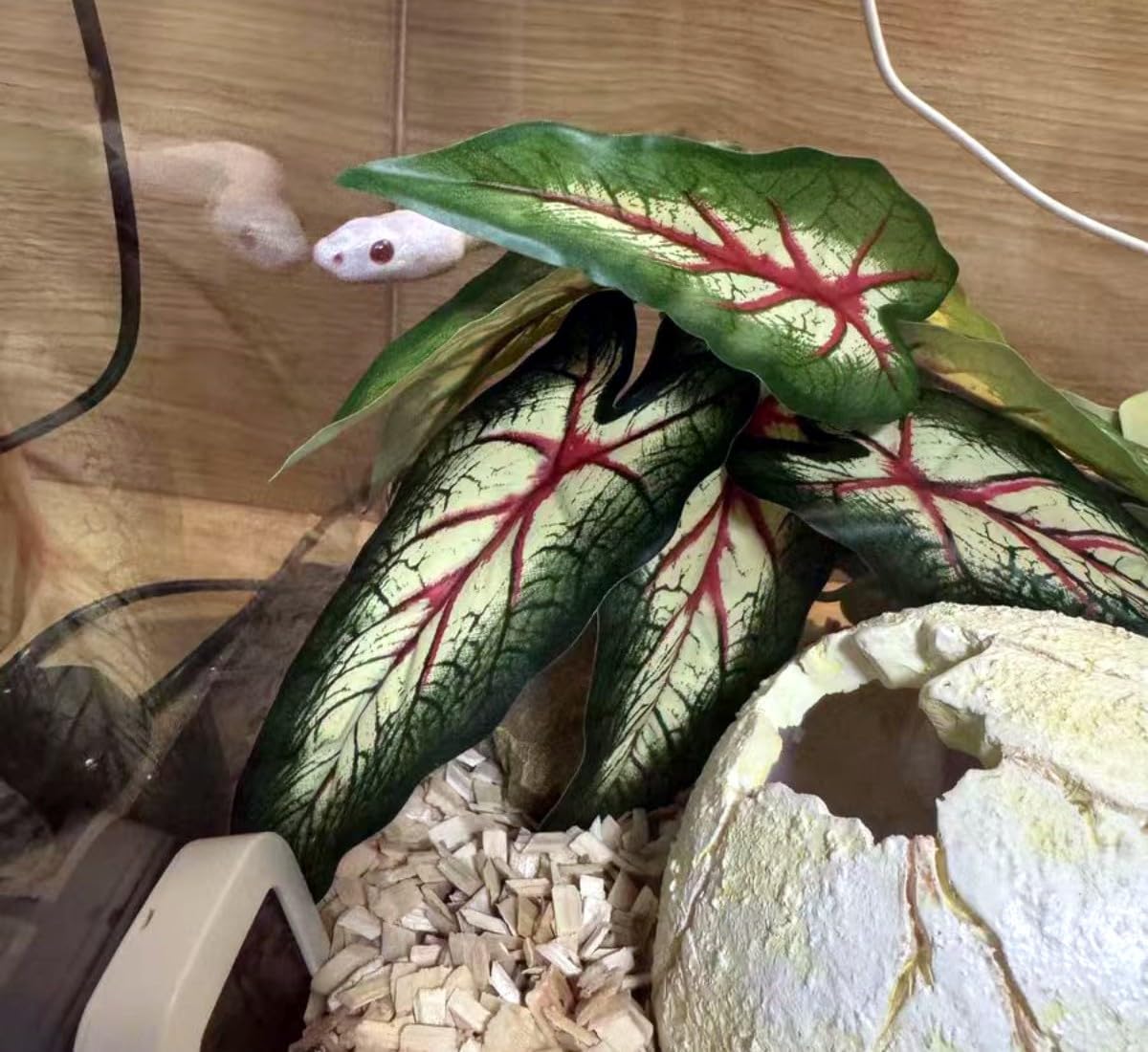 Reptile Plants for Terrarium Decor,Amphibian Habitat Decor, Bearded Dragon Tank Accessories,Artificial Plants for Gecko Chameleon Snake Tortoise with Base (Alocasia odora)