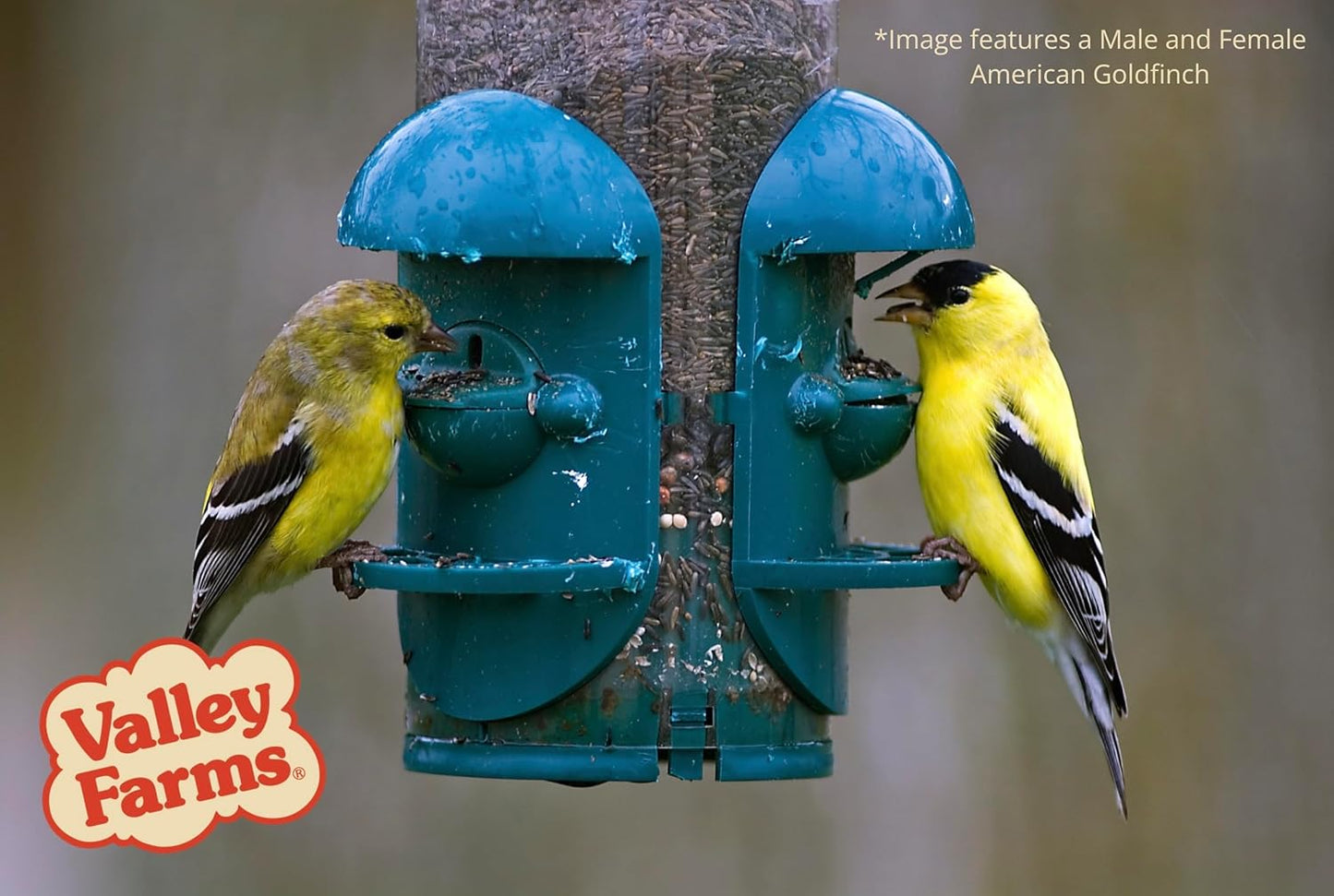 Valley Farms Nyjer Seed Wild Bird Food (4 LB) for Outside Feeders, Thistle Bird Seed for Outside Feeders, Great for Wild Finch!