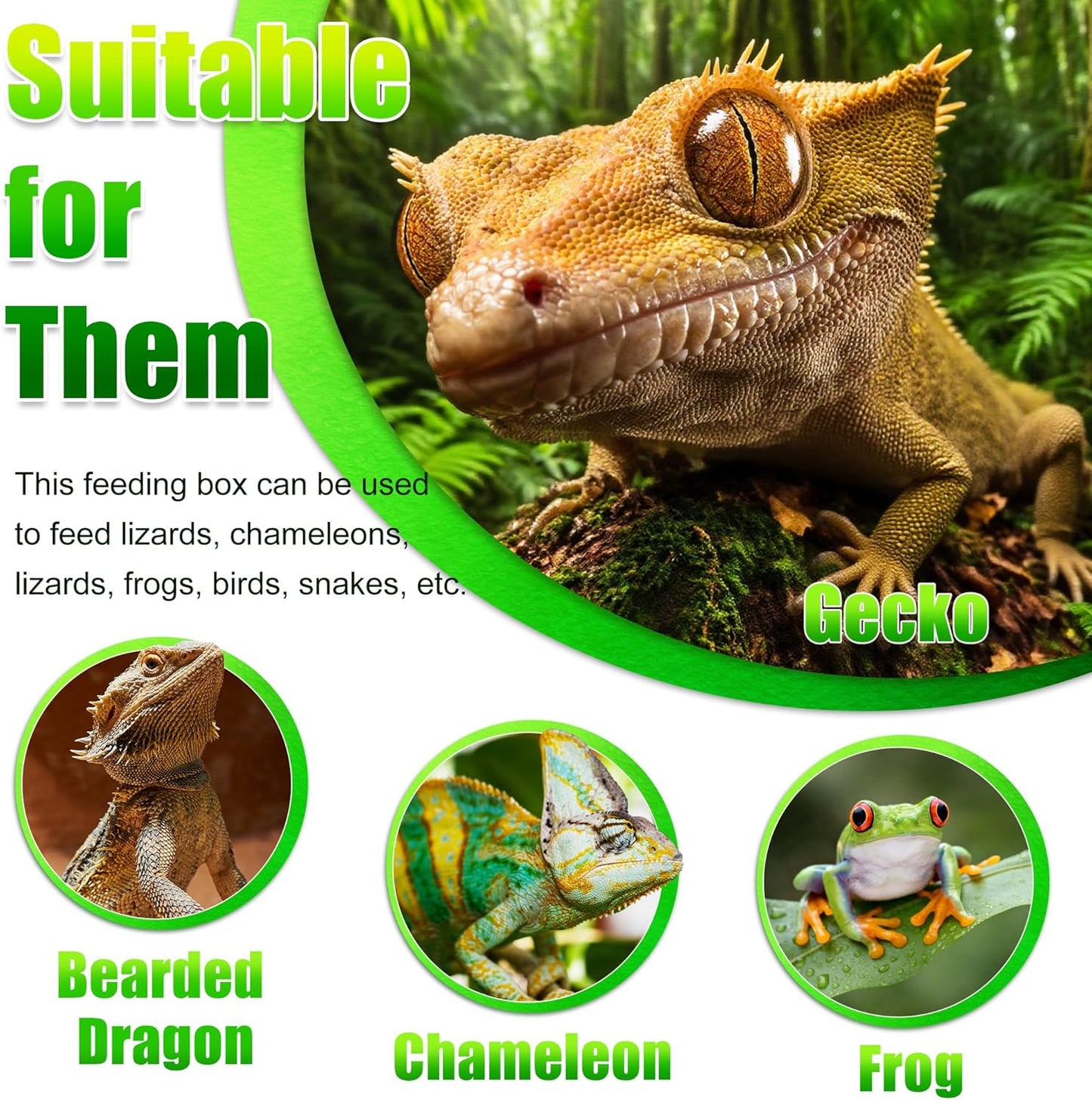 Reptile Anti-Escape Feeding Bowl, Wall-Mounted Feeder for Reptile, Stimulate Hunting Accessories for Terrarium, Vivarium and Paludarium, Suitable for Lizard, Gecko & Frog, Medium