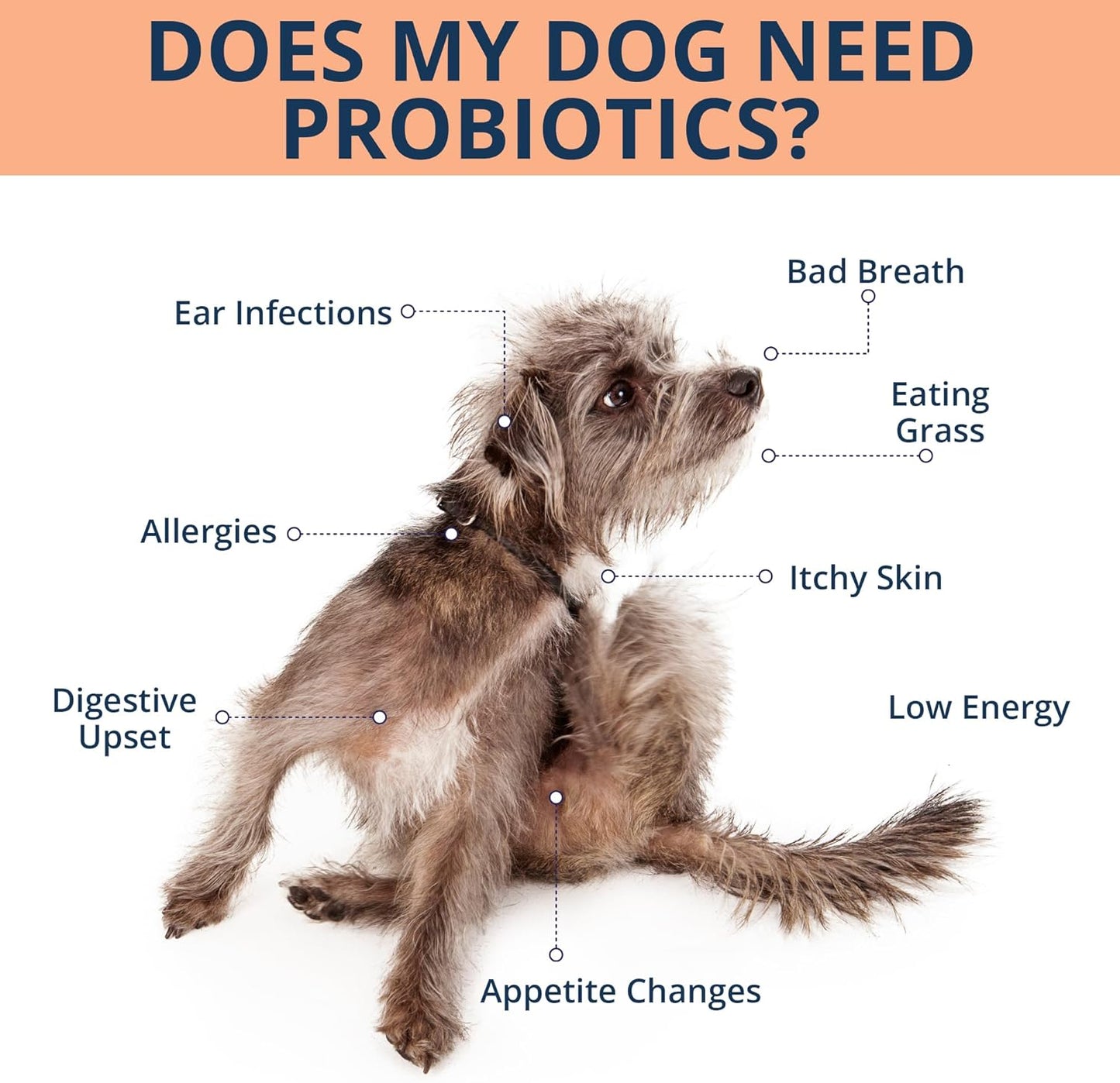 NOVEHA Probiotic Chews for Dogs | Gut Health & Digestive Support | Healthy Skin & Coat | Dog Probiotics for Yeast - Itchy Skin & Itchy Ears | for Dogs with Allergies | 90 Chews (1-Pack)