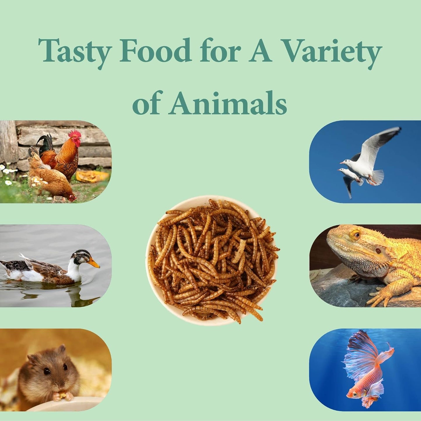 11 LBS Dried Mealworms, Non GMO, High Protein Treat for Chicken, Duck, Birds, Reptile, Hamster,Hedgehog