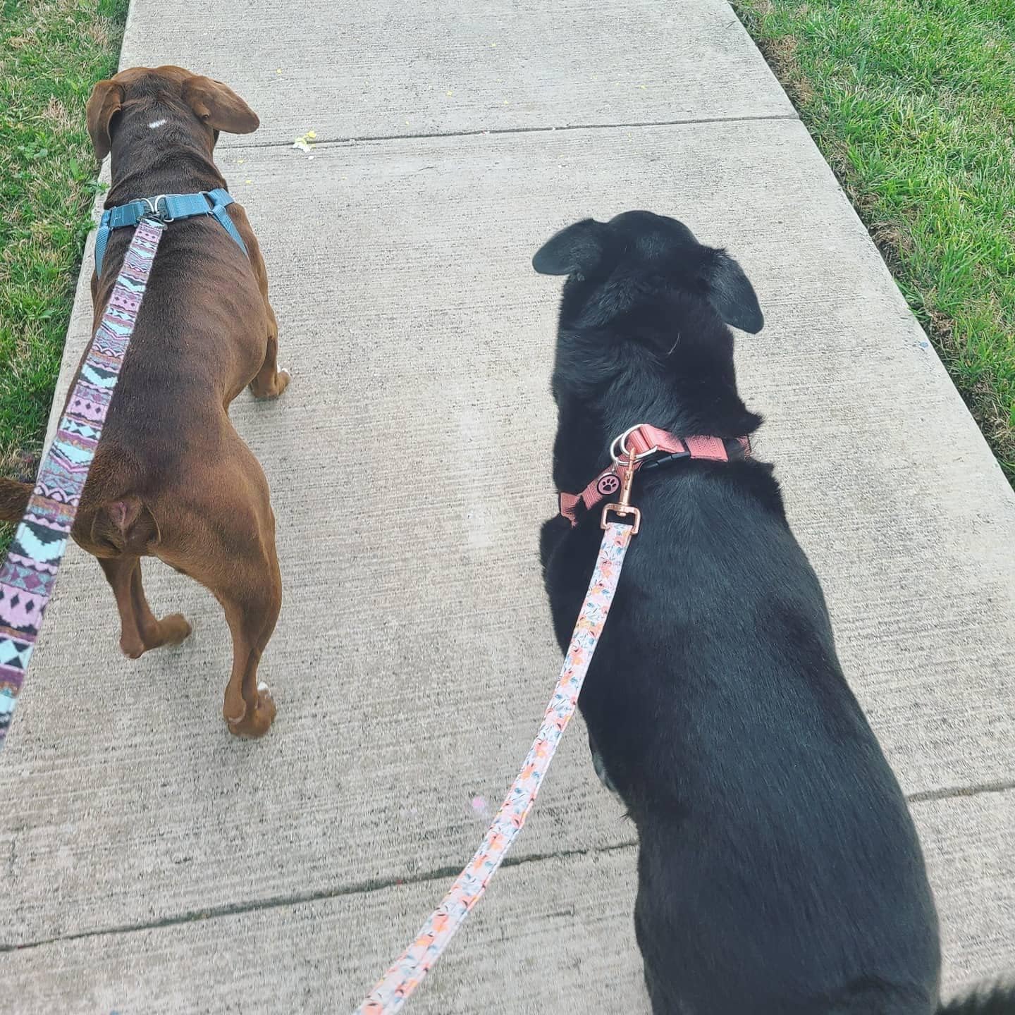 PUPTECK No Pull Dog Harness Soft Adjustable Basic Nylon Step in Puppy Vest Outdoor Walking with ID Tag