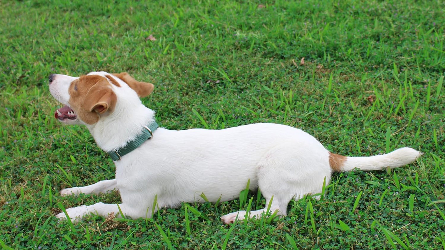 Mikivery Nylon Dog Collar with Quick Release Buckle Soft Adjustable Sturdy for Small Medium Large Dogs Emerald,M