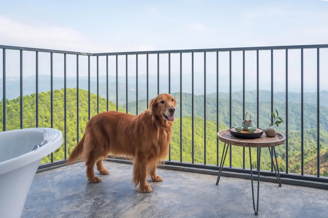 City Living: 5 Ways to Protect Your Dog from Urban Pollutants and Allergies