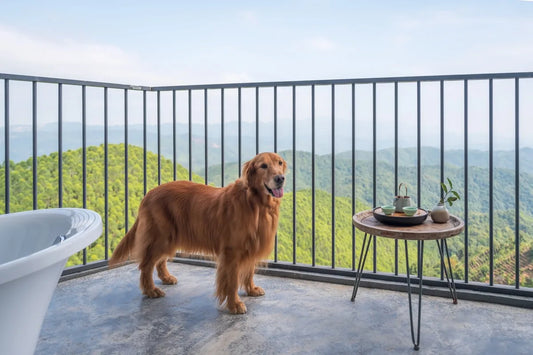 City Living: 5 Ways to Protect Your Dog from Urban Pollutants and Allergies