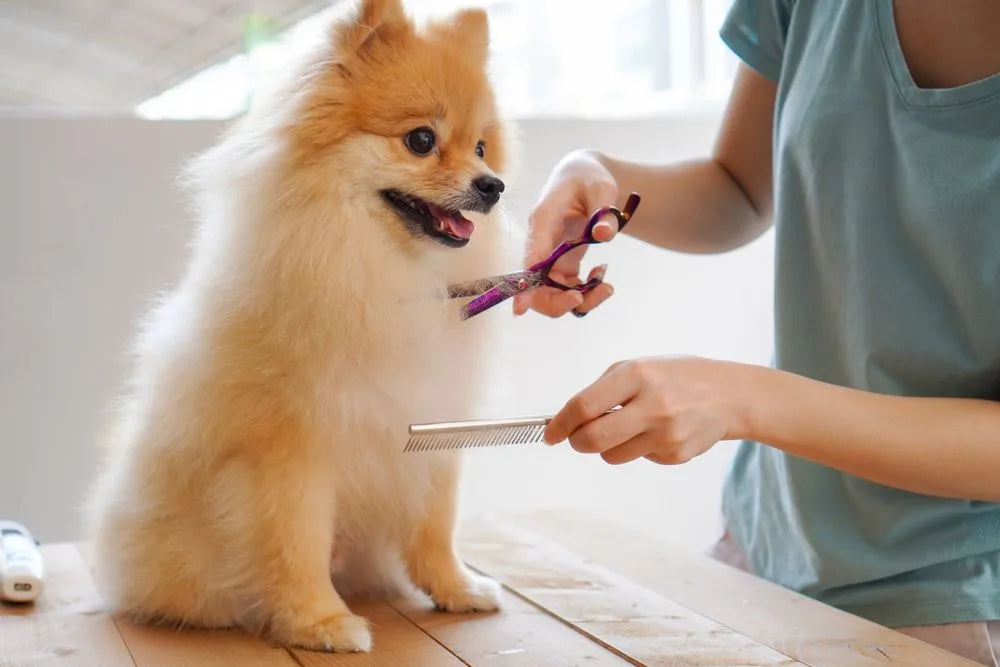 Grooming & Care