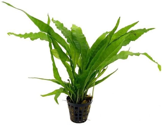 Potted Microsorum Plants - Java Fern | Live Freshwater Aquatic Plants for Aquariums and Terrariums - Low Light, Low Maintenance Plants. (Potted Microsorum Broad, 3 Pack)
