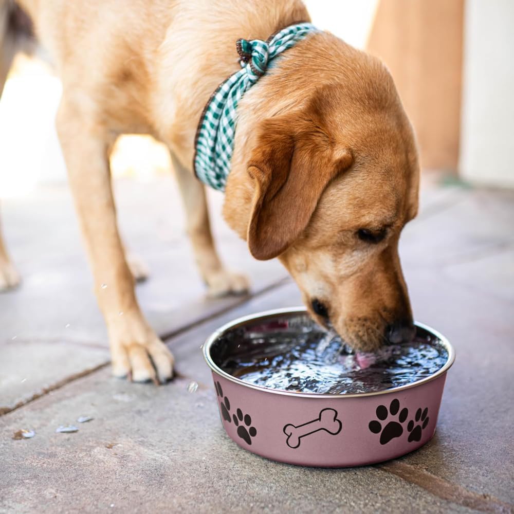 Loving Pets Bella Dog Bowls- Stainless Steel Dog & Cat Bowls - Spill Proof Dog Food Bowl, Cat Bowl, Puppy Essentials & Pet Supplies Great for Home & Travel (Medium 20-25 lbs, Grape)