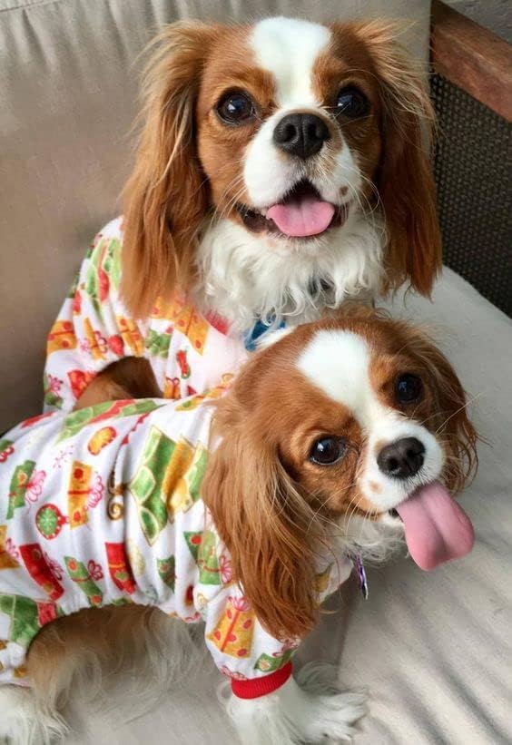 CuteBone Small Dogs Christmas Outfit Soft Puppy Onesies Pjs Dog Pajamas Pet Coat Cat Apparel Comfy Doggie Jumpsuit Bodysuit for All Seasons P17M