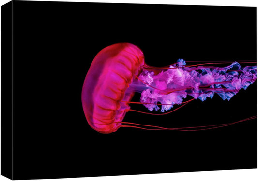 wall26 Canvas Print Wall Art Underwater High Contrast Pink Jellyfish Sea Nature Animals Photography Realism Rustic Scenic Landscape Wilderness Colorful for Living Room, Bedroom, Office - 16"x24"