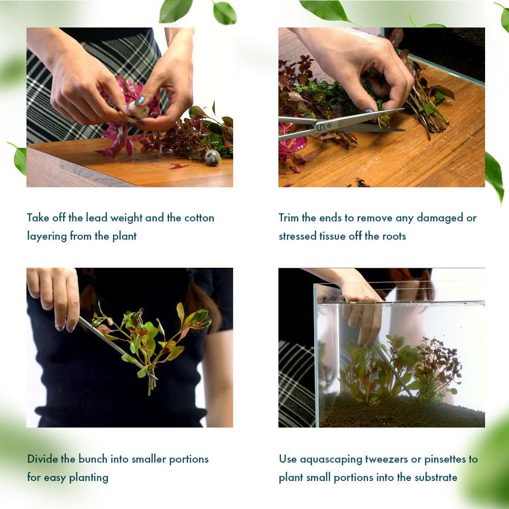 SubstrateSource Live Plants – Mini Rice Paddy Herb (Limnophila aromatica) – Medium to High Light, Green to Reddish-Purple, Midground Accent – Lead Bunch, 1 Pack