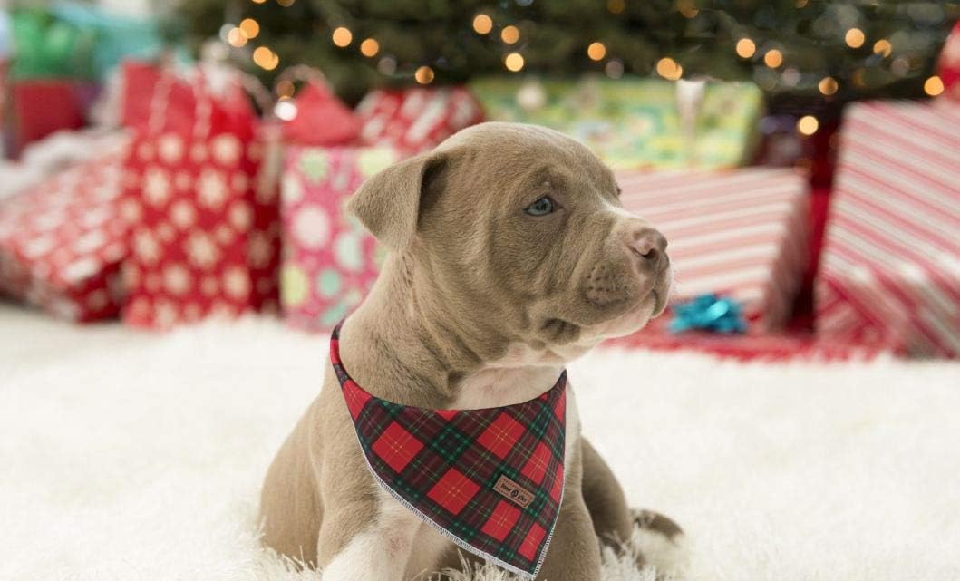 Lionet Paws Dog Bandana for Small Medium Large Dogs, Cat Dogs Kerchief Triangle Bibs Scarf for Girl or Boy