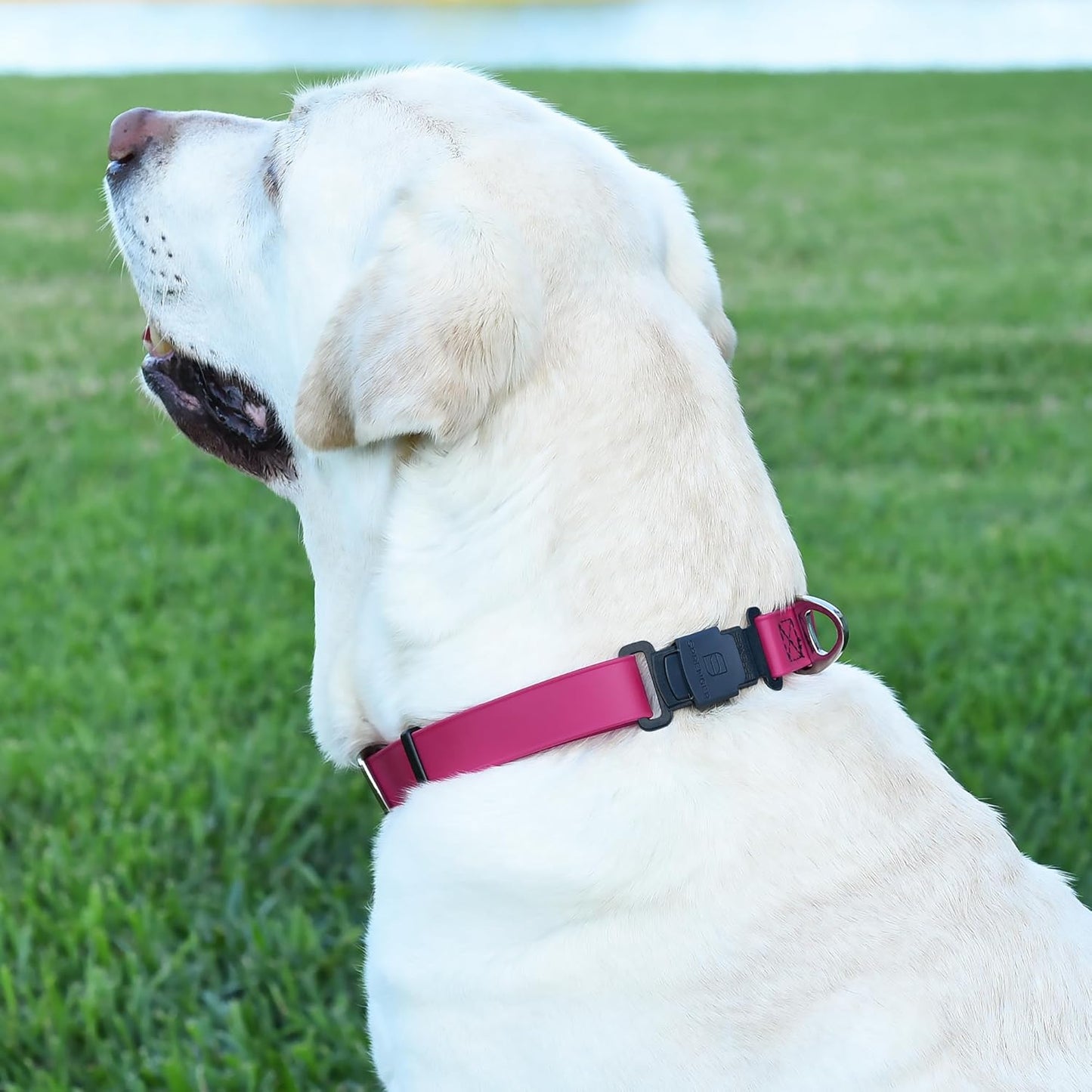 Dogline Biothane Waterproof Dog Collar with Herm Sprenger Black Stainless Steel Quick Release Buckle – Heavy Duty Tactical Durable Collar for Dogs – Comfortable and Safe Pet Collar W1 L15-25 Magenta