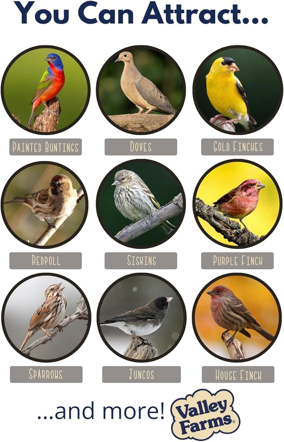 Valley Farms White Millet Wild Bird Seed (5LB) for Outside feeders, White proso Millet, Bird Watcher Secret Wild Bird Food to Attract Colorful Painted Buntings in Southern USA