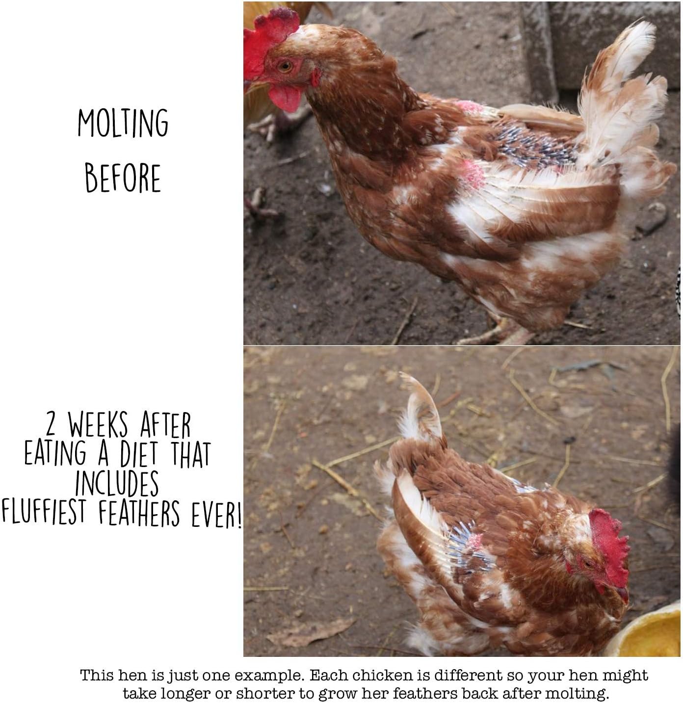 Pampered Chicken Mama Backyard Chicken Molting Supplement: Fluffiest Feathers Ever Backyard Chicken Feed and Supplies for Hens (6 Pound Economy Size)