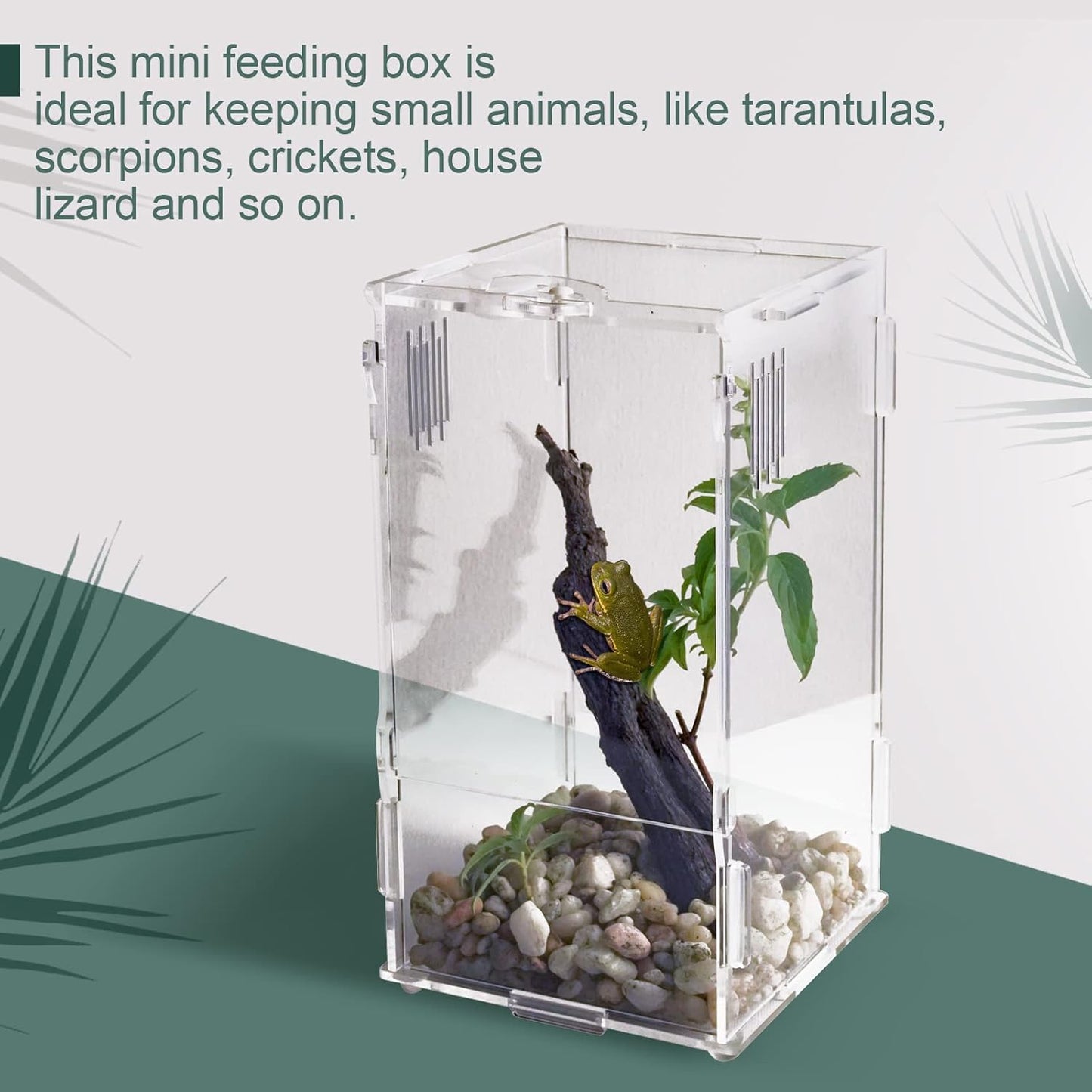 BETAZOOER Acrylic Mini Reptile Tank Habitat Transparent Terrariums with Locking Latch Suitable for Tarantula Isopod Roach Invertebrates (8''x6''x14'')