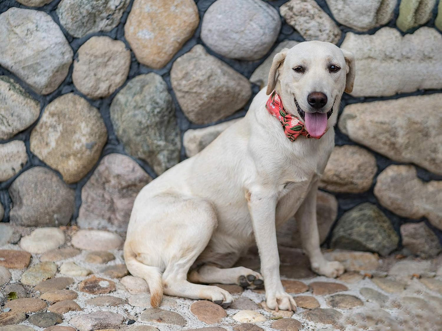 Elegant little tail Dog Collar with Bow, Cotton & Webbing, Bowtie Dog Collar, Adjustable Dog Collars for Small Medium Large Dogs and Cats