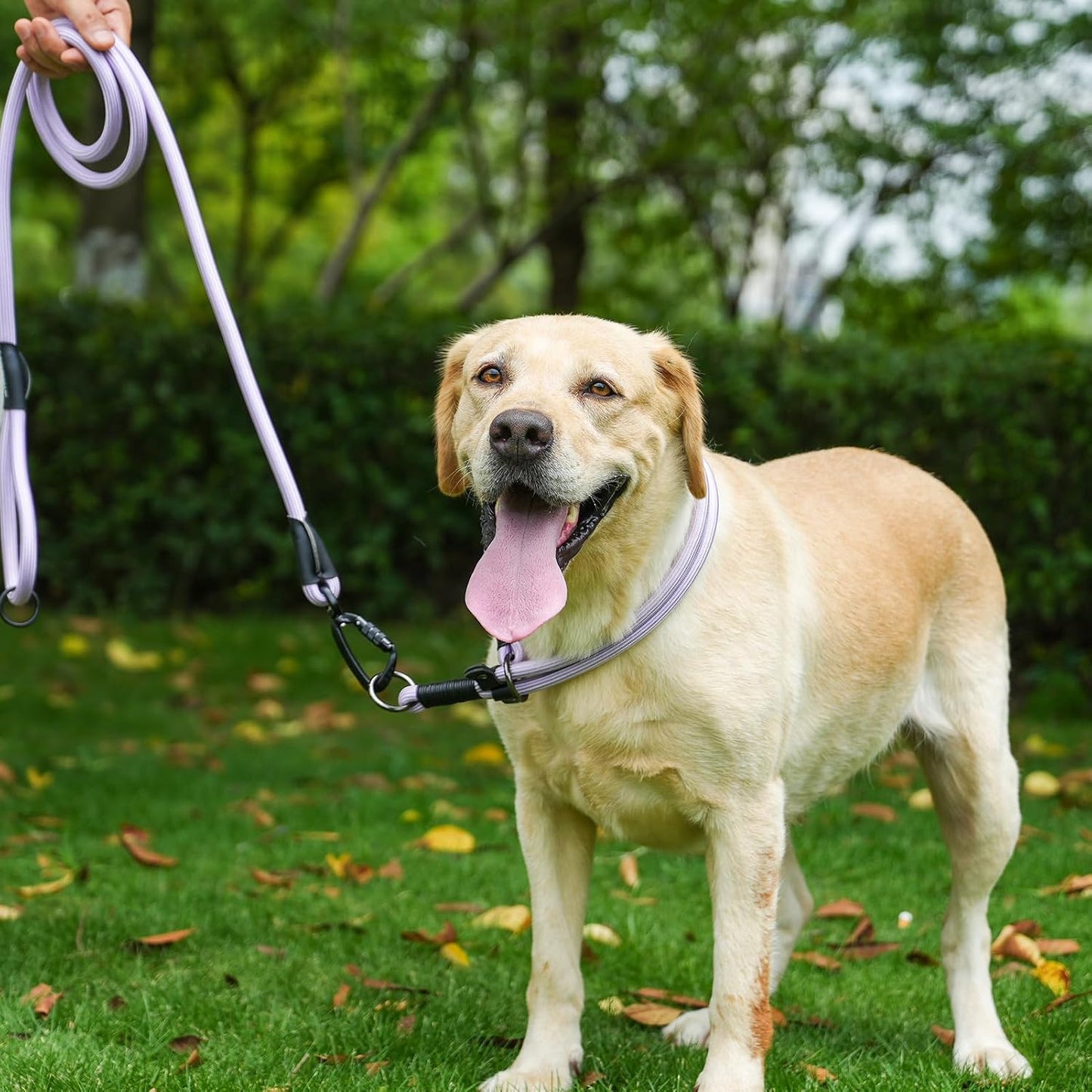 Rope Dog Leash, 6 Foot Heavy Duty Dog Leash with Aviation Aluminum Auto Locking Carabiner, Strong Nylon Pet Lead for Small, Medium, Large Dogs (Blue, 6FT)