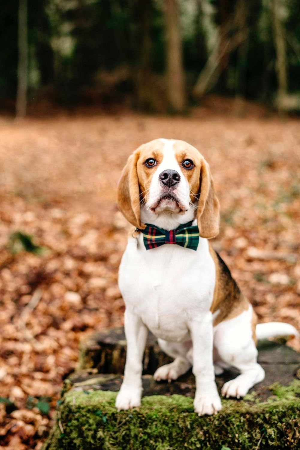 Lionet Paws Christmas Dog Collar with Bowtie Durable Adjustable Handmade Comfortable Bow Tie Dog Collar Cat Collar Green with Metal Buckle for XXS Cats,Girl Boy,Festival,Holiday Style,Neck 7-11in