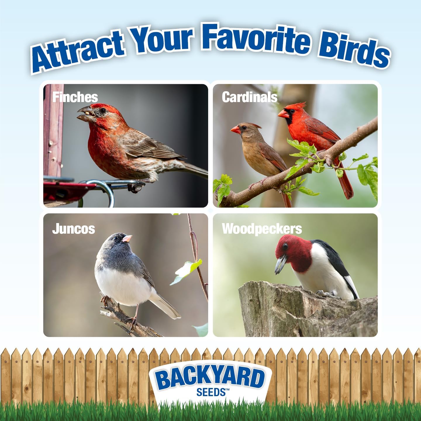 CountryMax Backyard Seeds Songbird Blend Wild Bird Seed – 50 lb Bag – Premium Mix with Sunflower Seeds, Safflower, Peanuts, Millet – Attracts Cardinals, Finches, Chickadees, and More