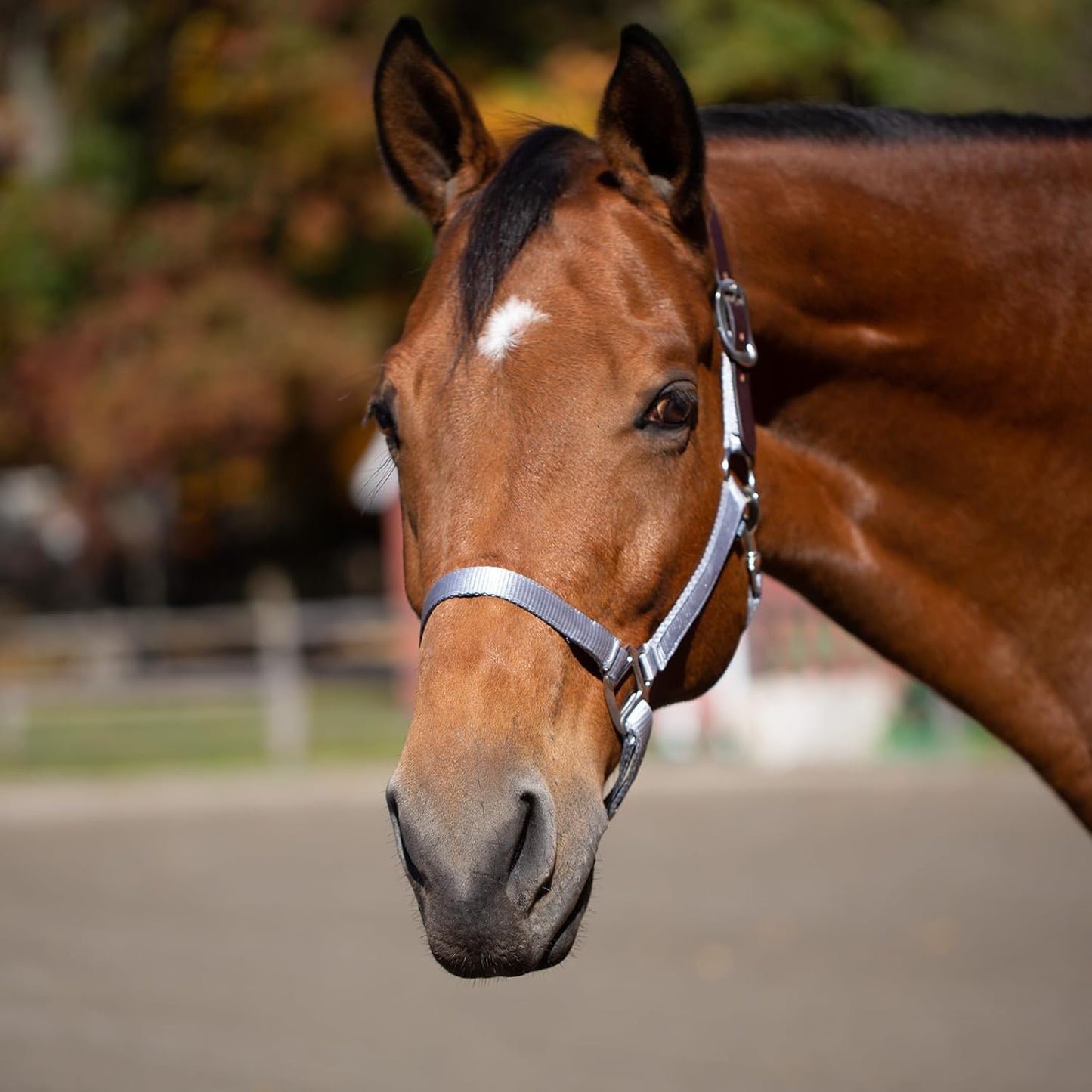 Equinavia Loki Adjustable Breakaway Horse Halter - Silver Sconce Gray - Warmblood