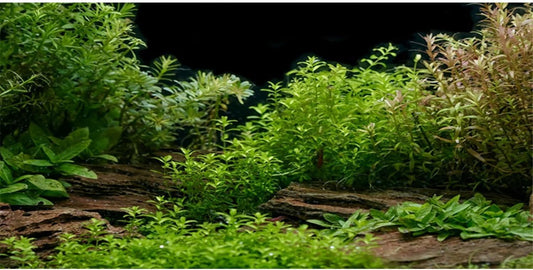 AWERT Aquarium Background River Bed & Lake Aquatic Plant Fish Tank Background Vinyl 72x18 inches
