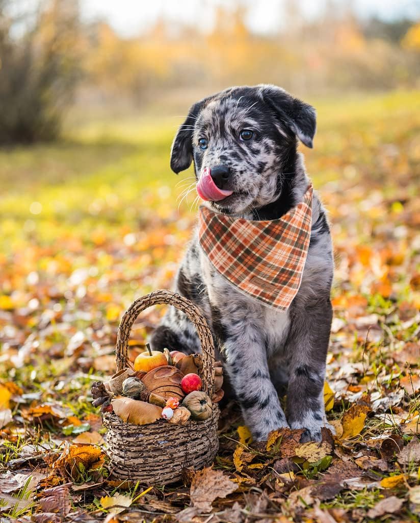 Lionet Plaid Dog Bandana 1PC - Pet Fall Washable Reversible Cotton Scarf, Adjustable Square Kerchief for Small to Large Dogs