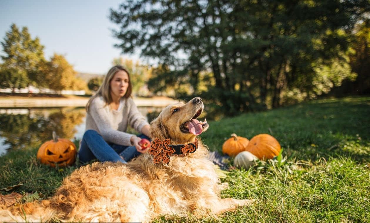 Lionet Paws Dog Collar with Flower - Cute Cotton Adjustable Flower Dog Collar with Metal Buckle for Large Dog Girl Gift, L, Neck 16-24in
