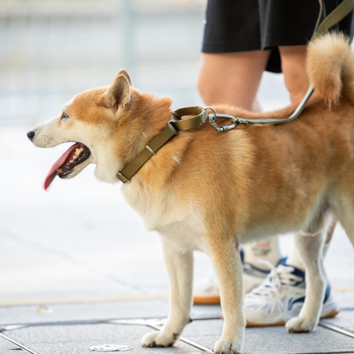 Hyhug Pets Premium Upgraded Heavy Duty Nylon Anti-Escape Martingale Collar for Boy and Girl Dogs Comfy and Safe - Professional Training, Daily Use Walking. (Army Yellow, Small)