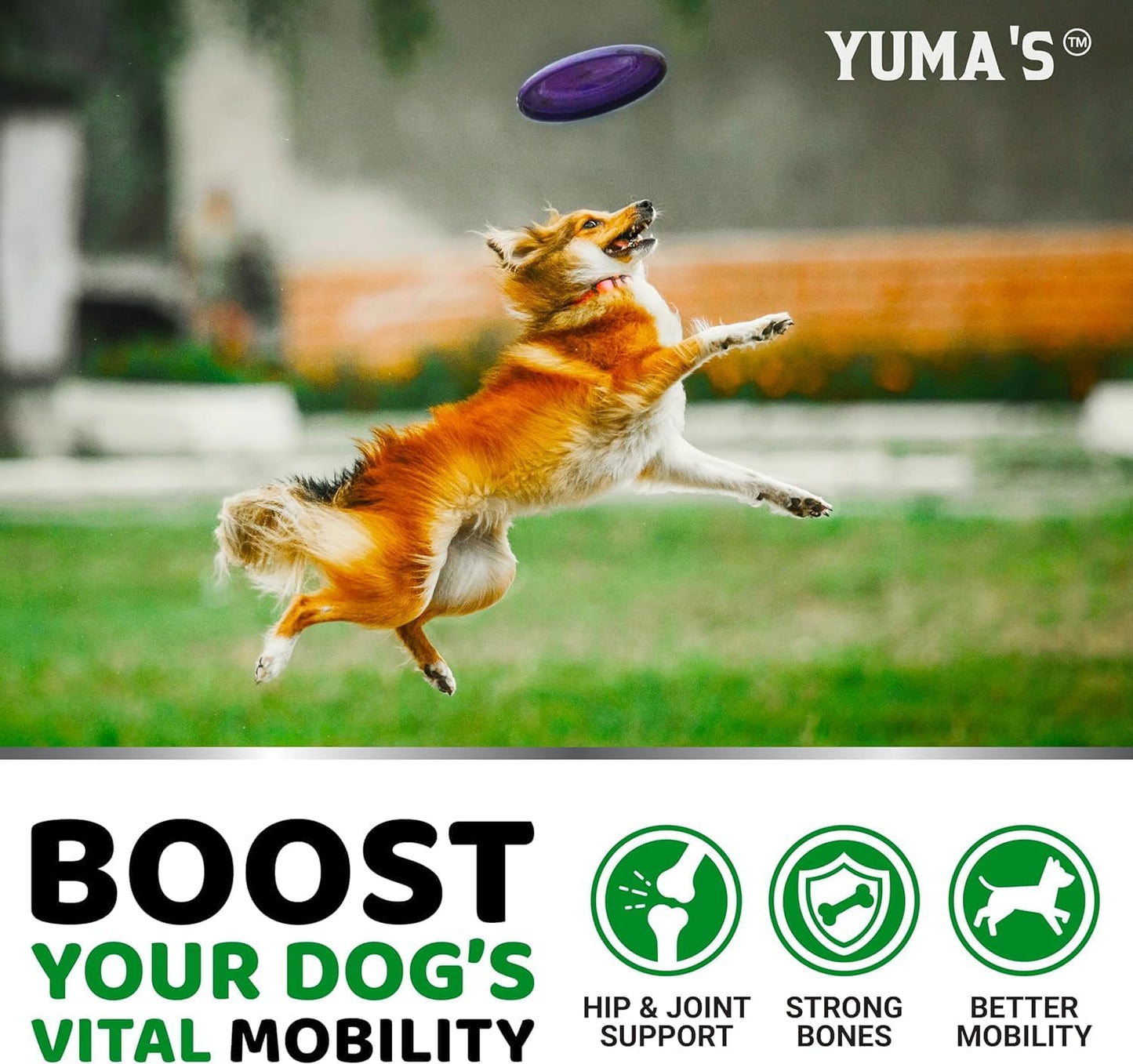 YUMA'S (2 Pack) Glucosamine for Dogs - Hip and Joint Supplement for Dogs - Glucosamine Chondroitin Chews - Joint Pain Relief Supplement with MSM - Advanced Health - Mobility Support - Made in USA