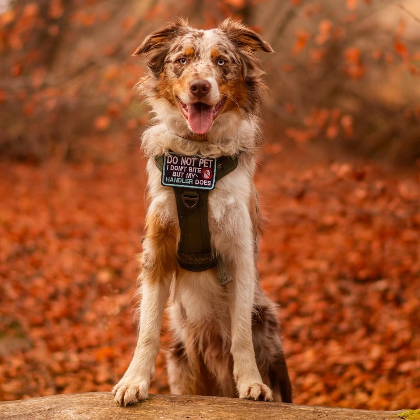 rabbitgoo Dog Harness Medium Sized No Pull, Tactical Service Pet Vest with Molle and Control Handle, Adjustable and Reflective Military Harness for Easy Walking and Training, Rose Red, M