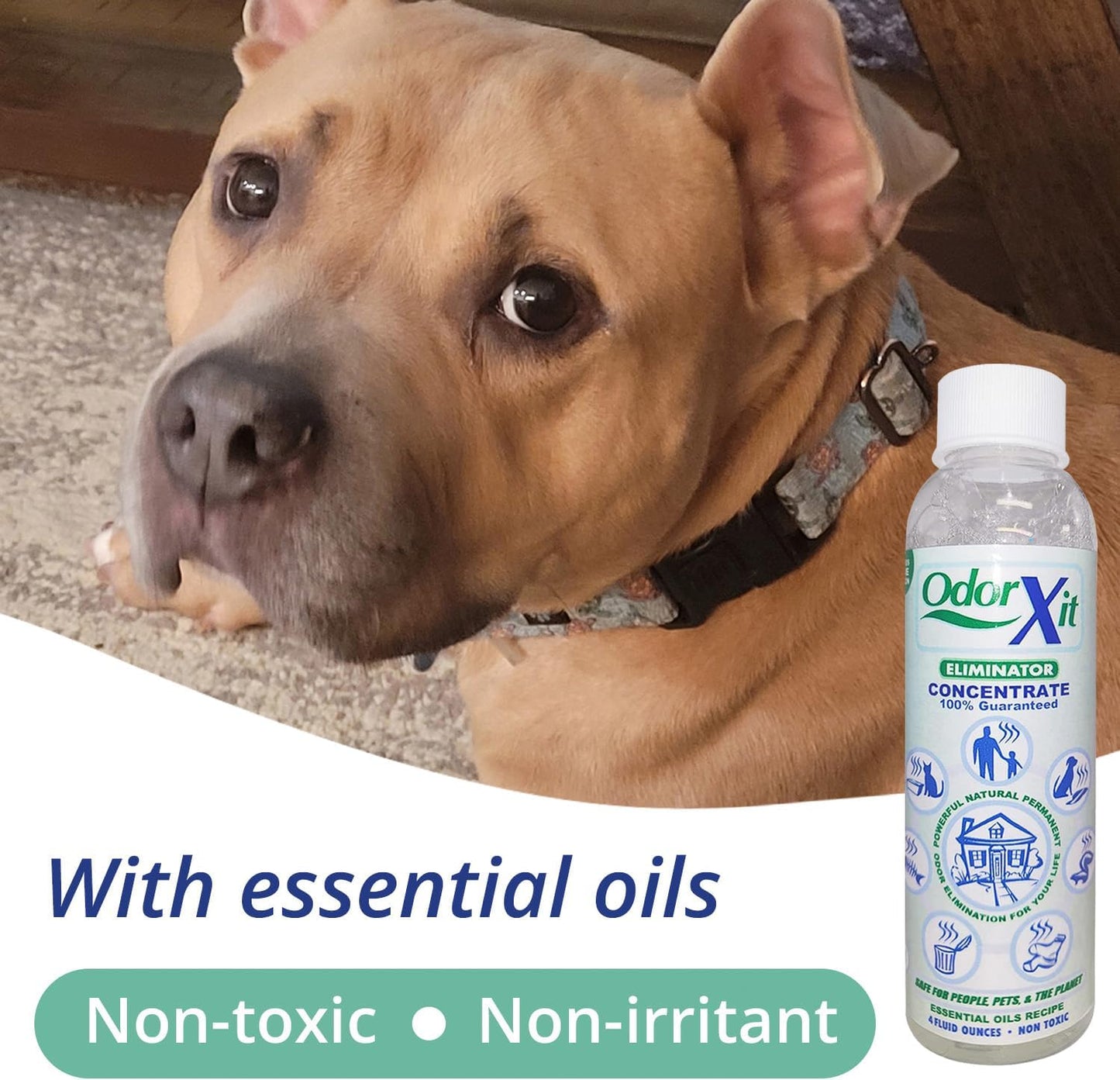 Concentrated Pet Urine Odor Eliminator, Ideal for Cat, Dog Poo and Urine Smell, Versatile & Natural Odor Neutralizer for Home and Outdoor Use, Deodorizer & Absorber, Concentrate, 4oz