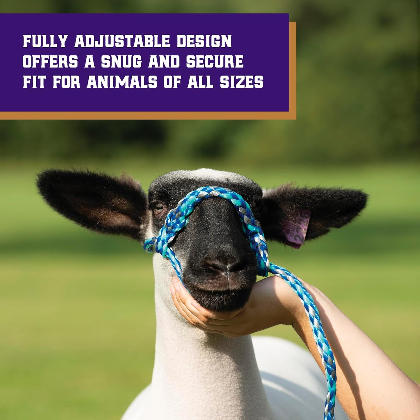 Weaver Livestock Poly Rope Sheep Halter, Modern Style Braid Sheep and Goat Rope Halter, Adjustable Lamb Halter Lead, Livestock Sheep Showing Supplies