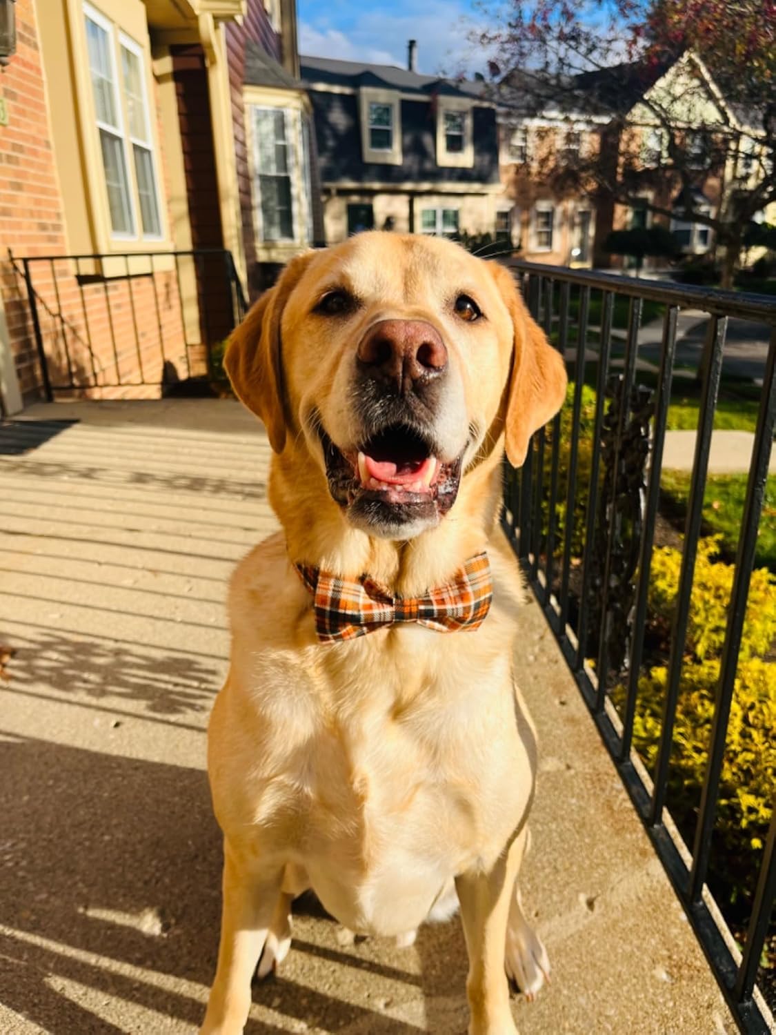 Lionet Paws Halloween Dog Collar with Bowtie - Cute Cotton Adjustable Fall Bowtie Dog Collar with Metal Buckle for Small Medium Large Dog Girl Boy Gift, XXS, Neck 7-11in