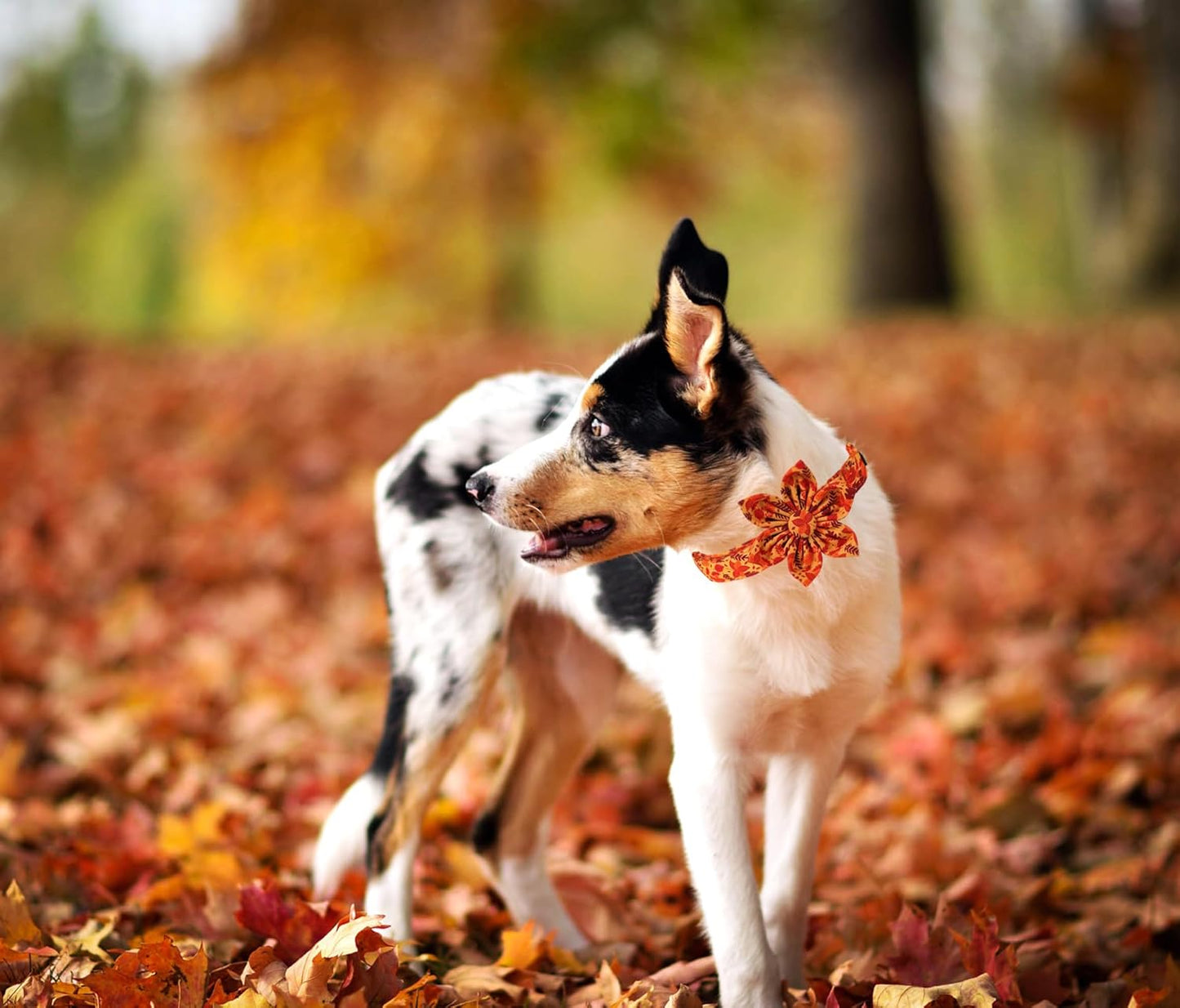 Lionet Paws Dog Collar with Flower - Cute Cotton Adjustable Flower Dog Collar with Metal Buckle for Medium Dog Girl Gift, M, Neck 13.5-22in