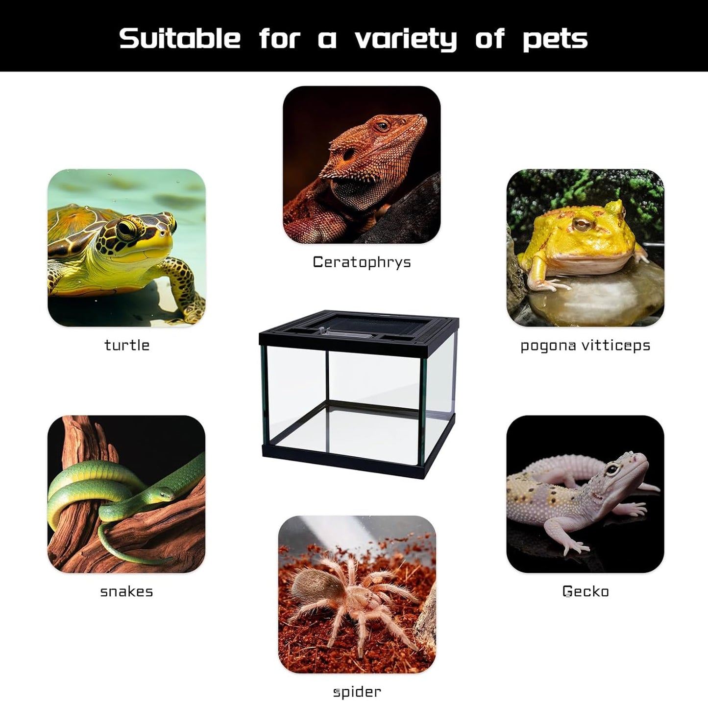 Mini Reptile Glass Terrarium Tank 8 * 8 * 6" Full View, Amphibians Box Habitat Enclosure Cage for Frog,Spiders,Dubia Cockroach,Praying Mantis,Cricket,Tarantula,Hermit Crab