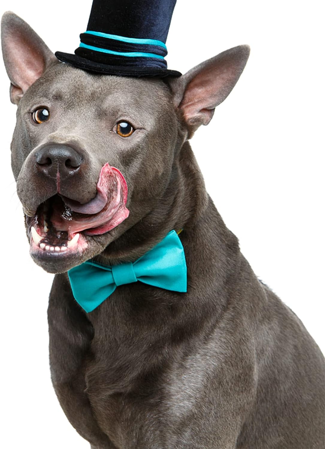 Dog Collar Bowties - 20 PCS Birthday Gift Adjustable Pet Bow Ties for Boys Girls Puppy Cats Photography Grooming Multicolor Bows(Large)