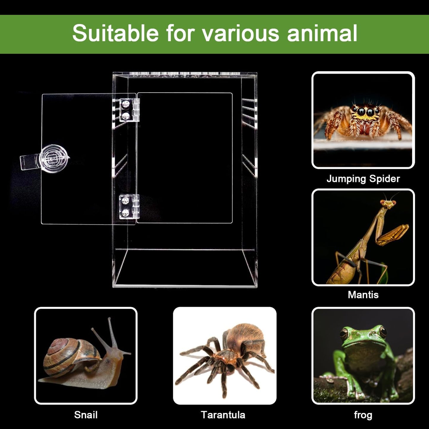 Spider Terrarium Kit, Jumping Spider Enclosure with Hideout, Rope Bridge, Ledge Ladder, Micro Habitat Terrarium for Small Tree Dwelling Reptiles, Arboreal Tarantula Enclosure (6x6x9 Inches)
