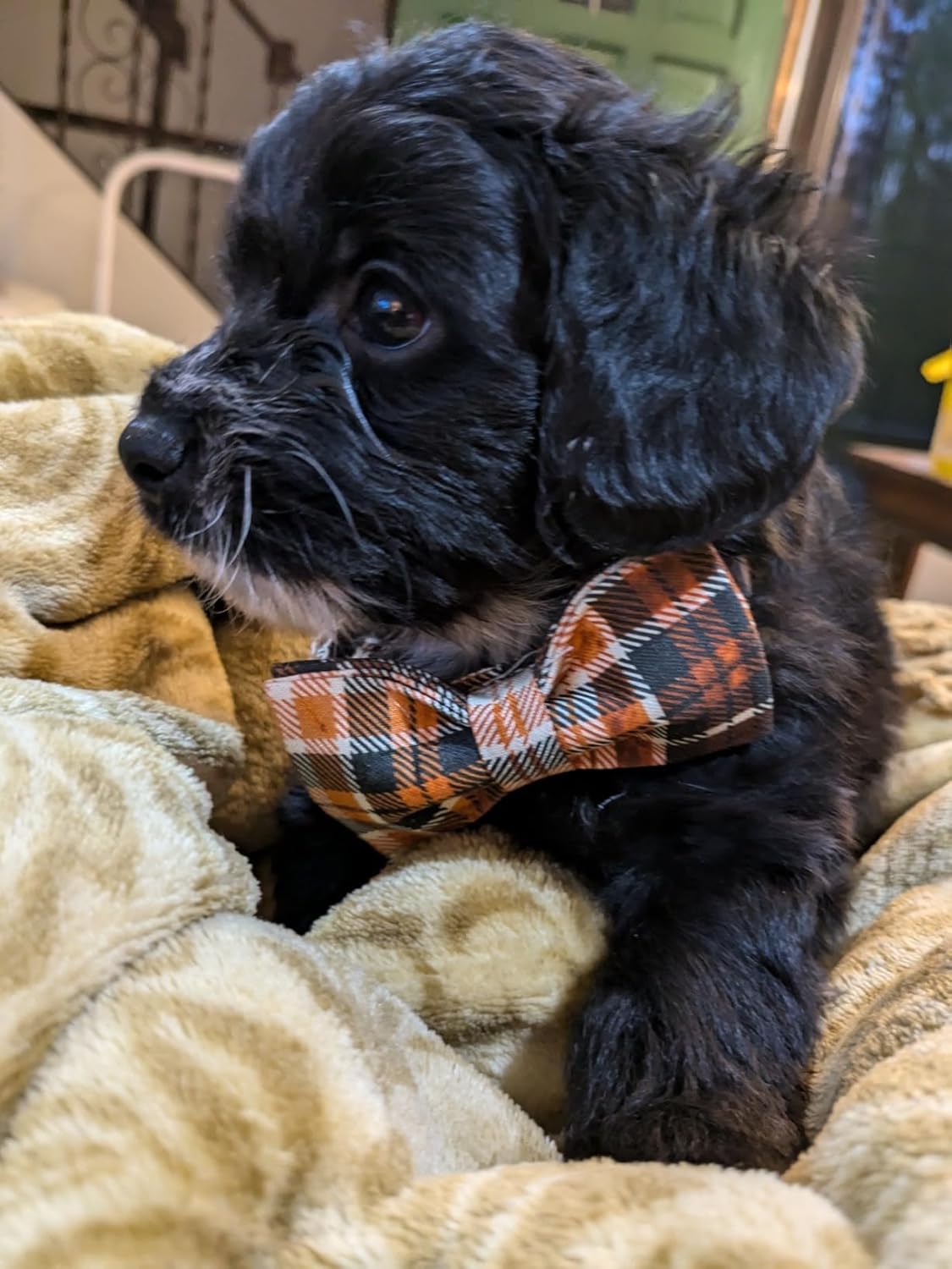 Lionet Paws Halloween Dog Collar with Bowtie - Cute Cotton Adjustable Fall Bowtie Dog Collar with Metal Buckle for Small Medium Large Dog Girl Boy Gift, M, Neck 13.5-22in