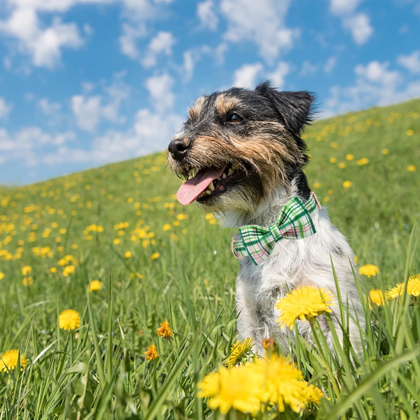 Elegant Little Tail Dog Collar with Bow - Pink with Green Plaid, Cute Bowtie, Adjustable for Medium Dogs