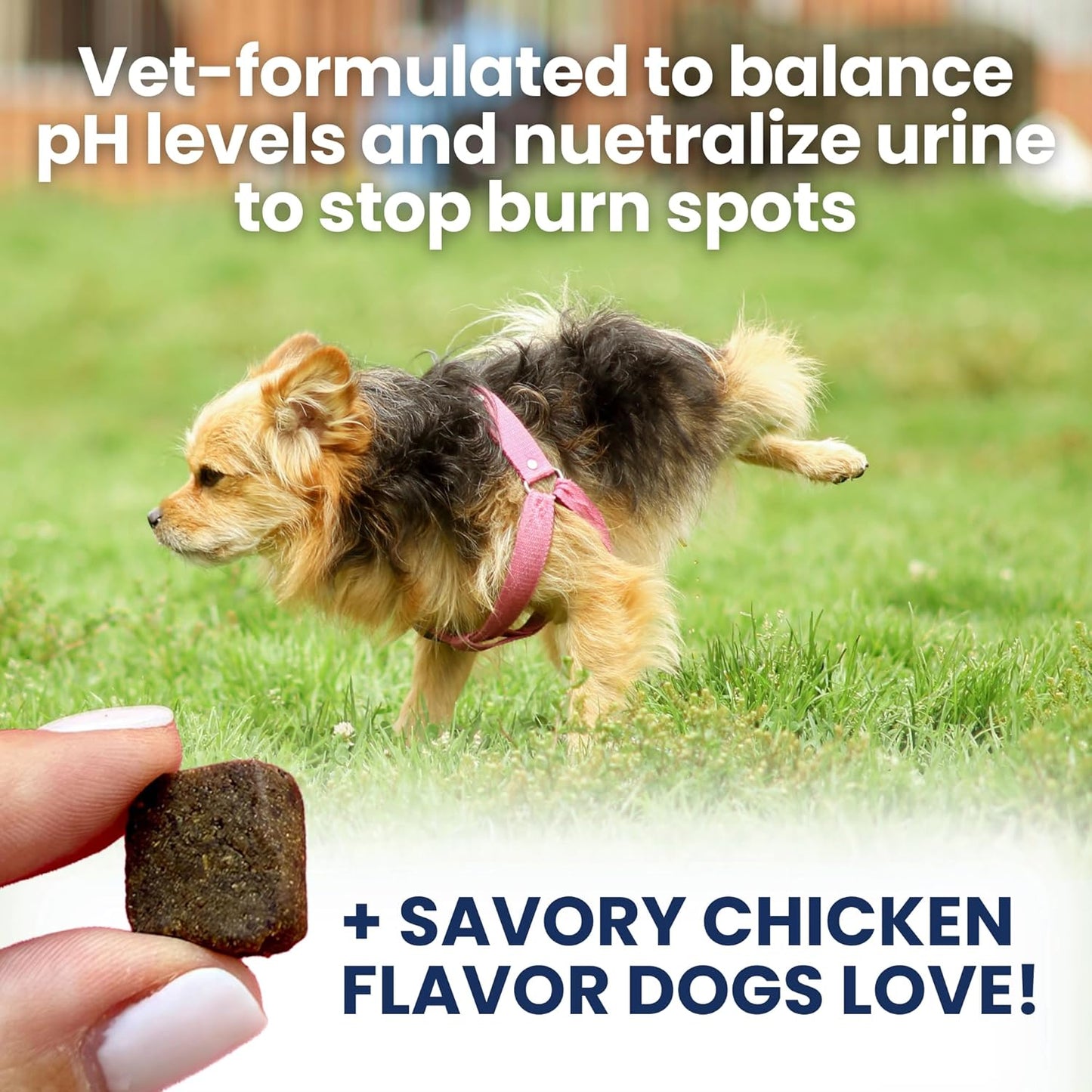 Under the Weather Nice Grass Chews for Dogs | Digestive Enzymes for Dogs | Canine Urine Neutralizer for Grass | Probiotics for Digestive Health | Vet Formulated Lawn Care Supplement | 60 Count