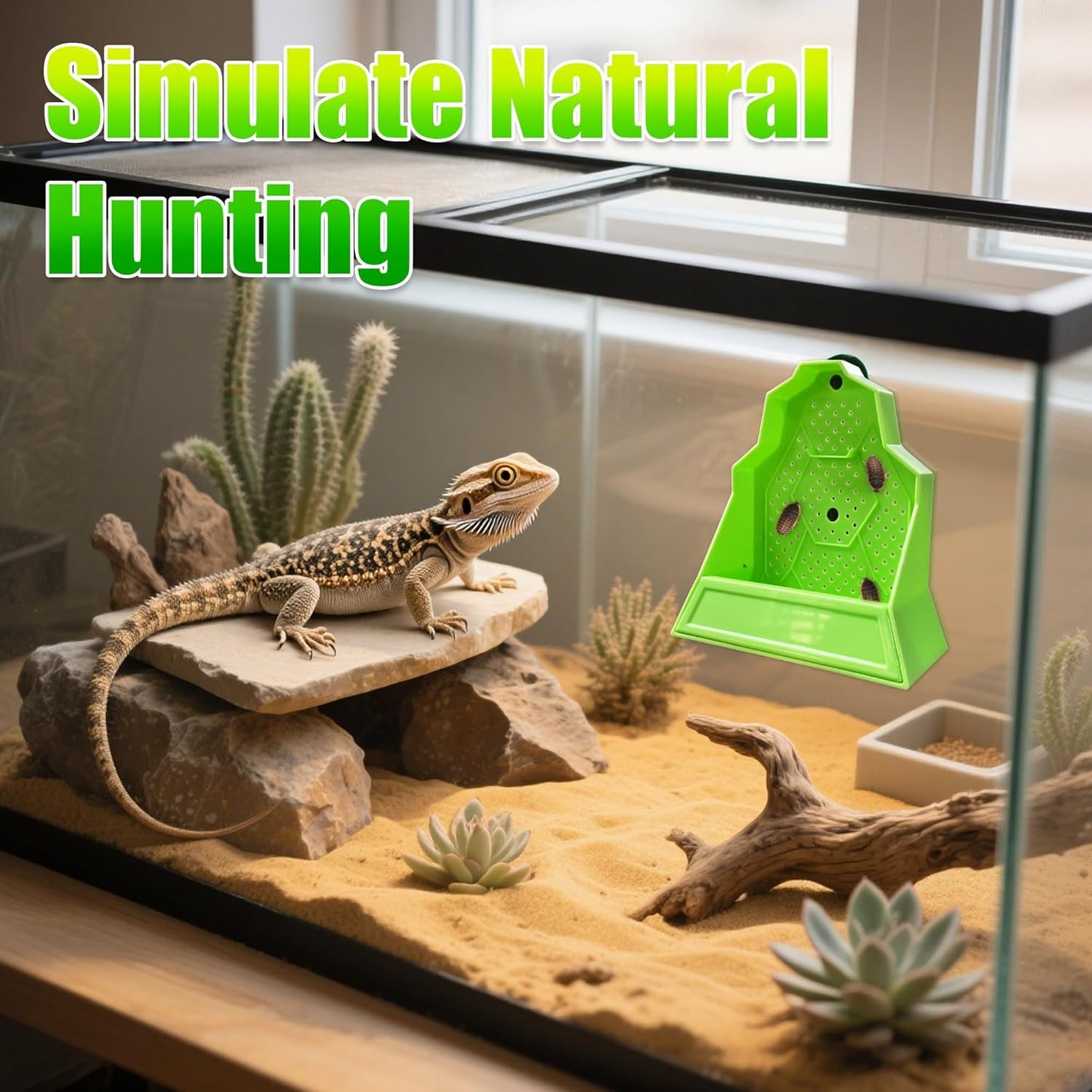 Reptile Anti-Escape Feeding Bowl, Wall-Mounted Feeder for Reptile, Stimulate Hunting Accessories for Terrarium, Vivarium and Paludarium, Suitable for Lizard, Gecko & Frog, Large