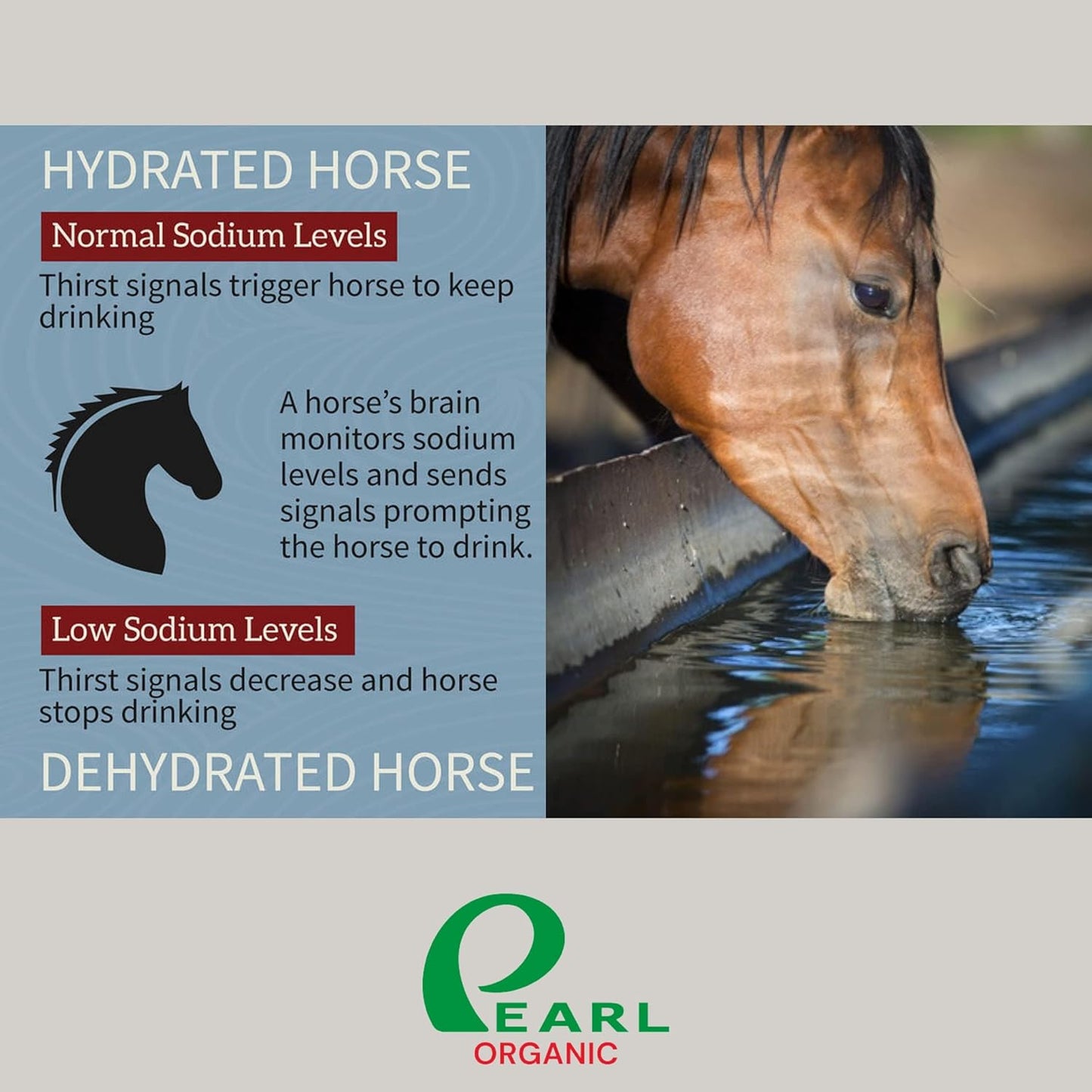 New 6 lbs Animal Himalayan Salt Lick on Rope for Horses, Deer, Rabbits, Cows and Other Livestock | Lick Salt for Deer | Digestive Aid for Animals | Horse Treats (6lbs)