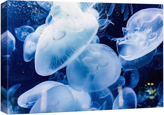 wall26 Canvas Print Wall Art Translucent X-Ray Tropical Ocean Jellyfish Nature Animals Photography Realism Rustic Scenic Landscape Wilderness Earth for Living Room, Bedroom, Office - 16"x24"