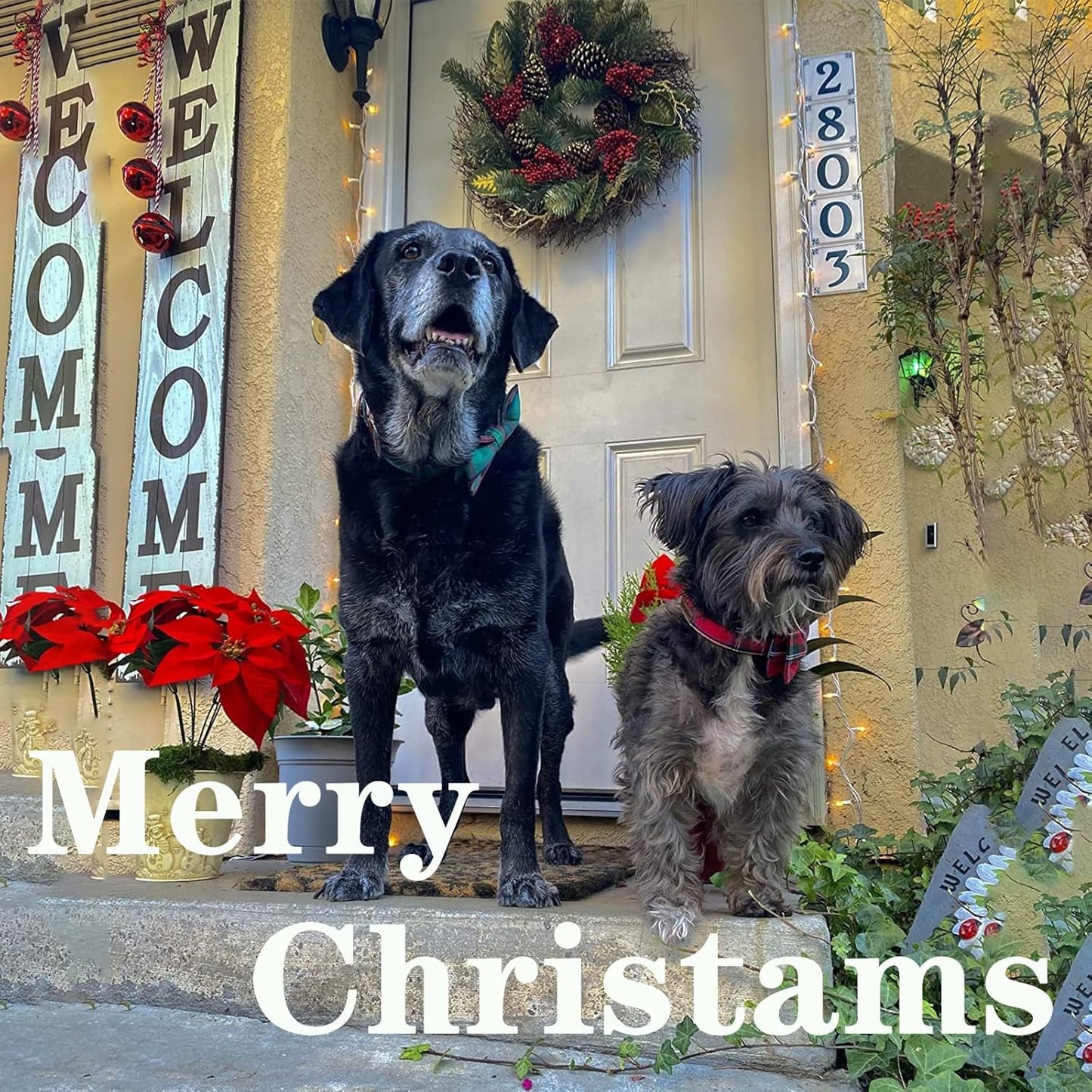 Unique style paws Dog Collar with Flower Tie Christmas Dog Collar for Small Medium Large Dogs with Adjustable Metal Buckle -XL