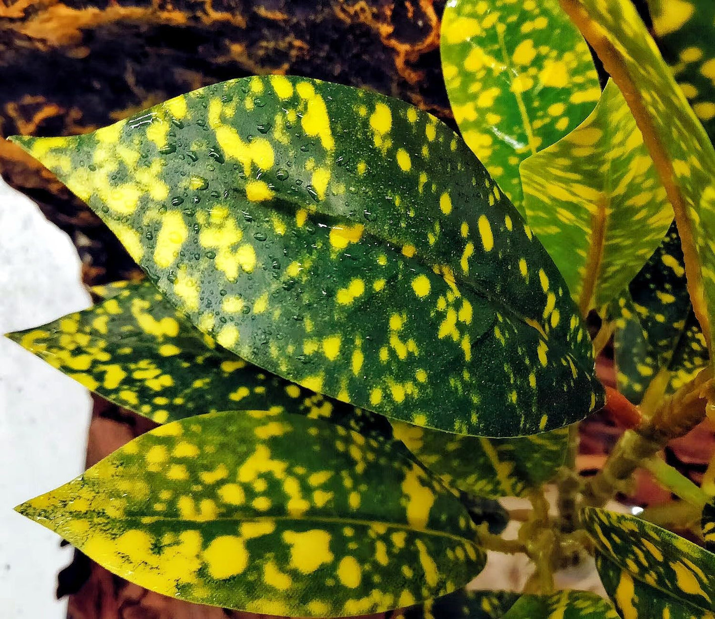 Reptile Plants Terrarium Artificial Leaves Reptile Tank Decorations for Bearded Dragon Lizard Snake Geckos Chameleon Amphibian Habitat Terrarium Decor