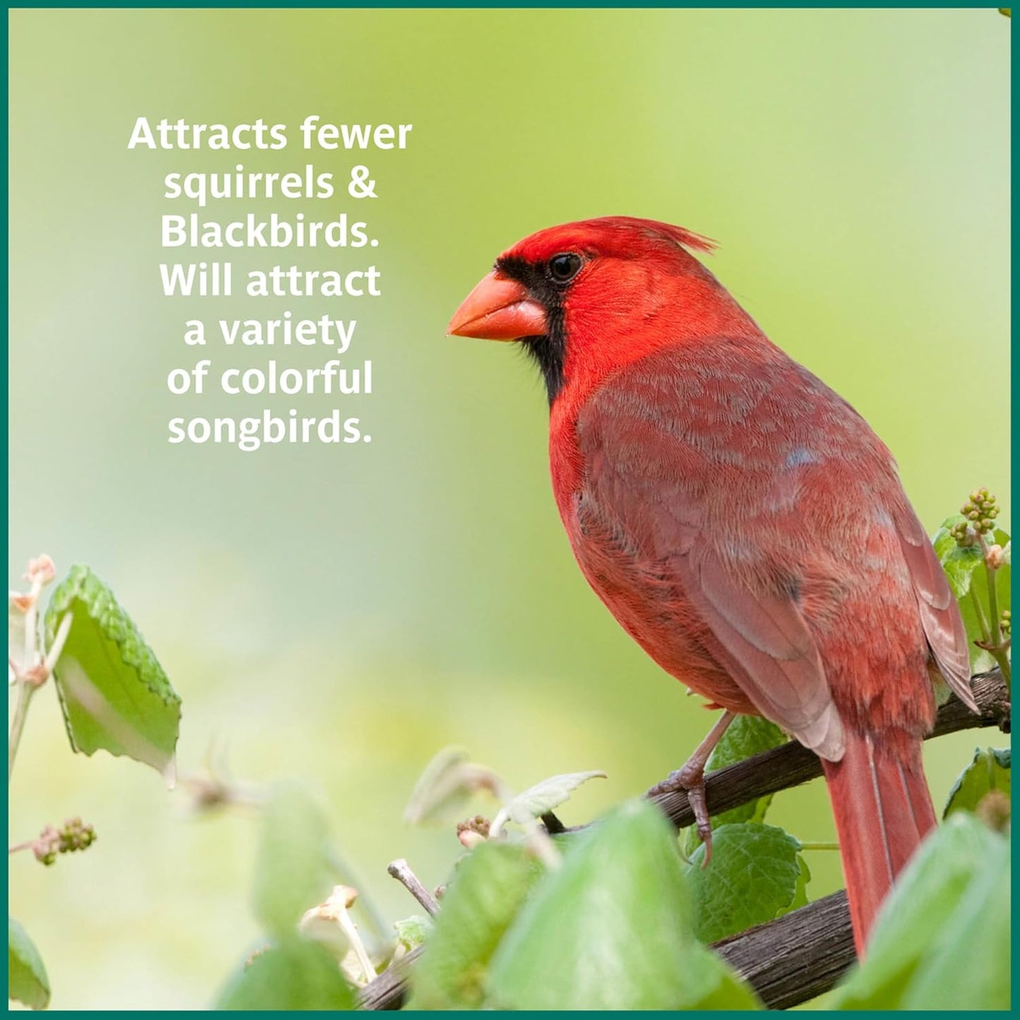 Pennington Select Safflower Seed 15 lb Bag