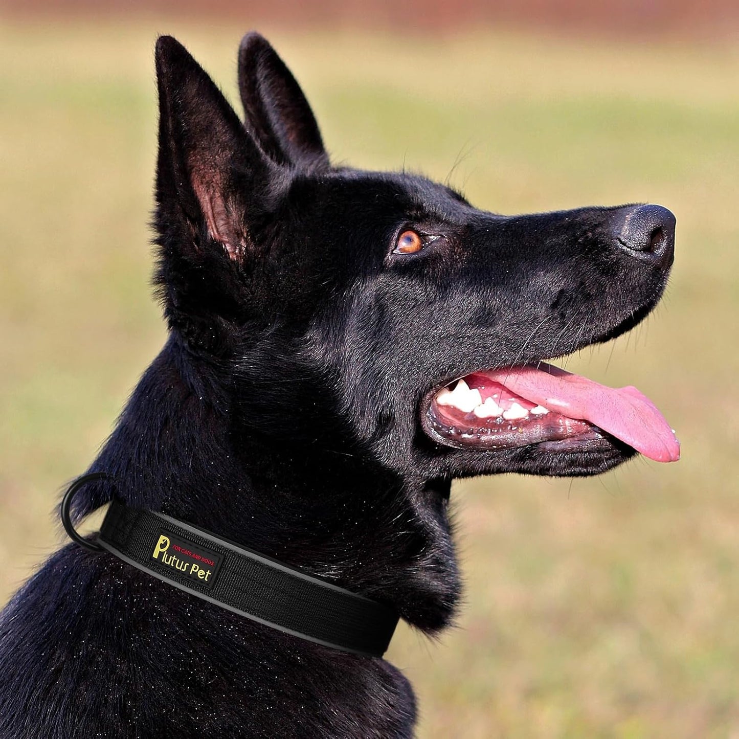 Plutus Pet Tactical Dog Collar, Reflective, Adjustable Heavy Duty Dog Collar, Soft Padded and Comfortable, for Small Medium and Large Dogs (Black, M)